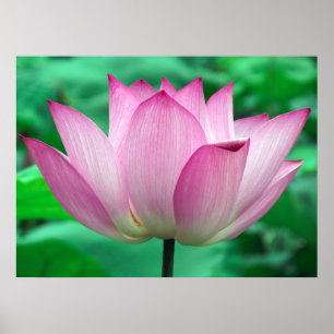 Póster Lotus Blossom