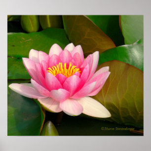 PÓSTER LOTUS BLOSSOM, ROSA CON CENTRO DE ORO EN PADS DE L