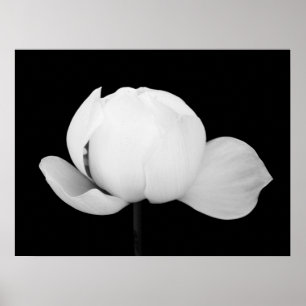 Póster Lotus Bud