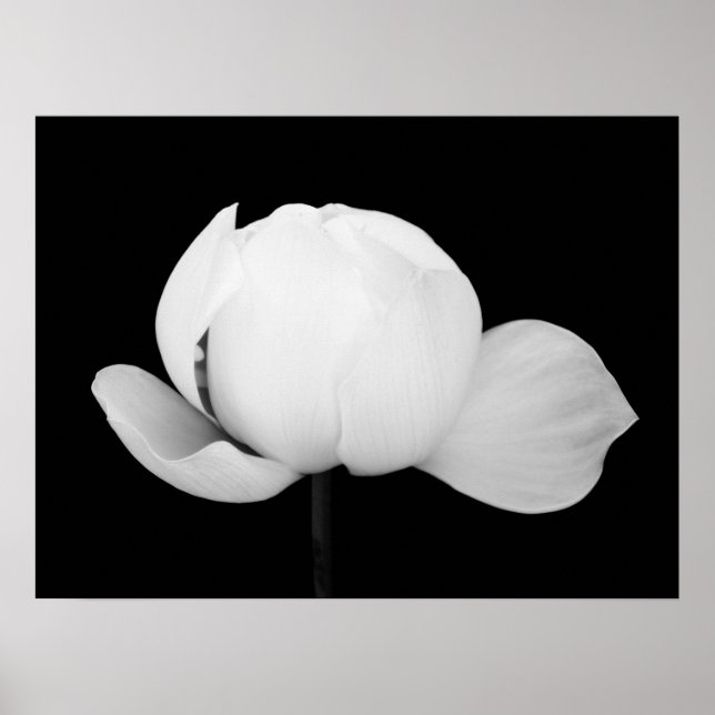 Póster Lotus Bud (Frente)