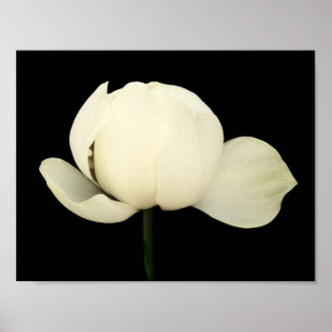 Póster Lotus Bud