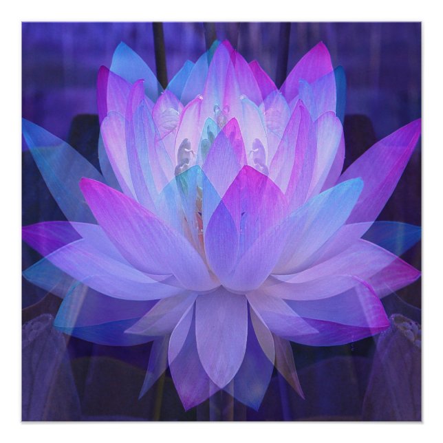 Póster Lotus en azul... (Anverso)