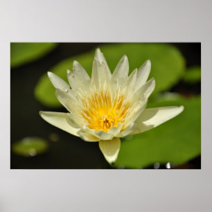 Póster Lotus (Flor de nenilla de agua)