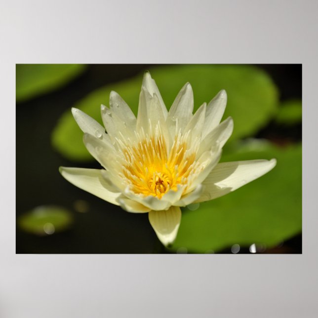 Póster Lotus (Flor de nenilla de agua) (Frente)