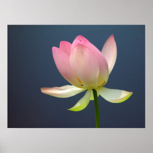 Póster Lotus Flower Poster