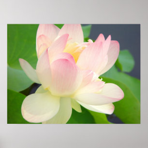 Póster lotus flower poster