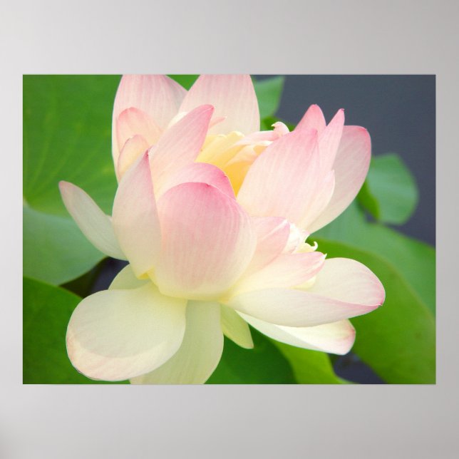 Póster lotus flower poster (Frente)
