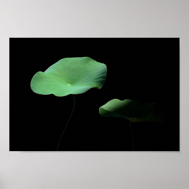 Póster Lotus Leaves (Frente)