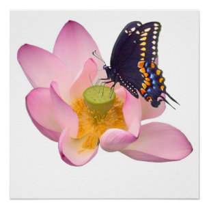 Póster Lotus y mariposa