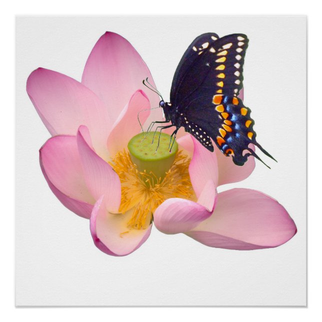 Póster Lotus y mariposa (Anverso)
