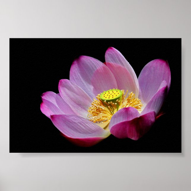 Póster Lotusblume (Frente)