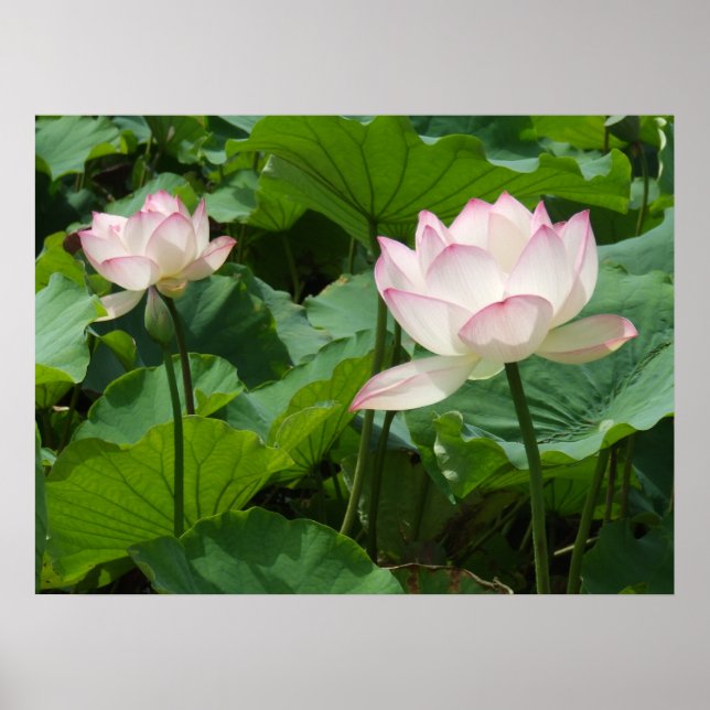 Póster Lotuses (Frente)