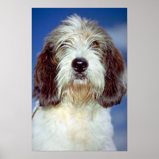 Póster Louis"""" Petit Basset Griffon de Vendeen (Frente)
