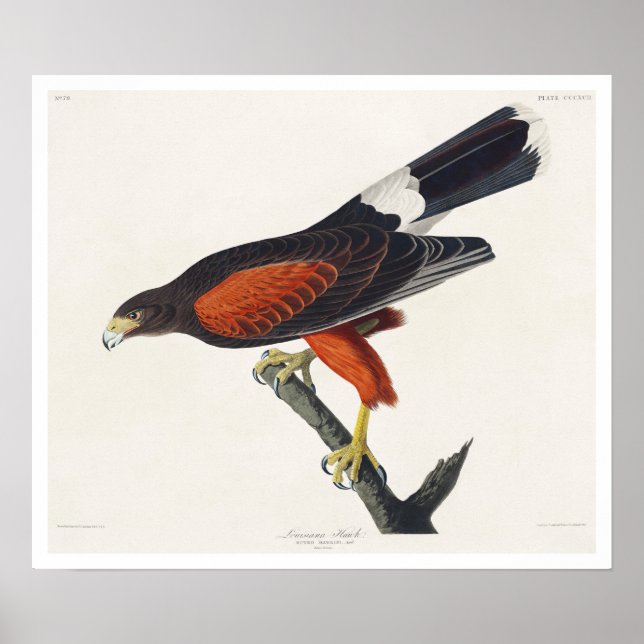 Póster Louisiana Hawk por Audubon Poster (Frente)