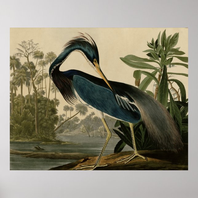 Póster Louisiana Heron (Frente)