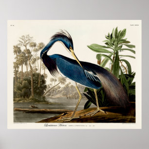 Póster Louisiana Heron, 1834, Desde los pájaros de Améric