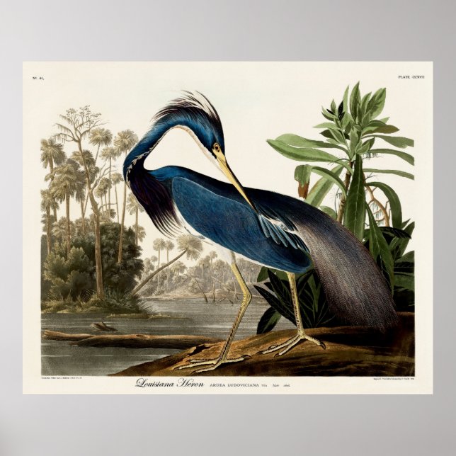 Póster Louisiana Heron, 1834, Desde los pájaros de Améric (Frente)