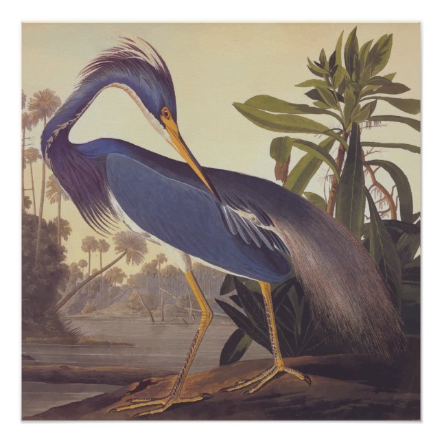 Póster Louisiana Heron Audubon Vintage Art Bookplate (Anverso)