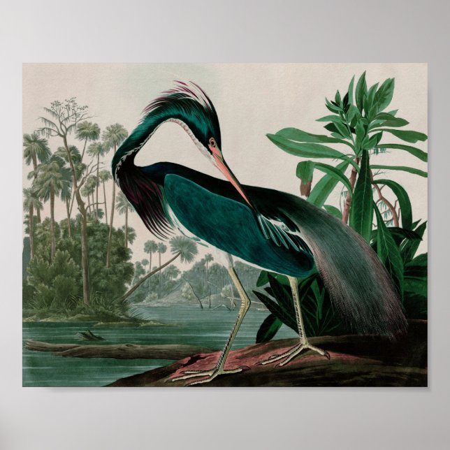 Póster Louisiana Heron Birds of America Audubon Print (Frente)