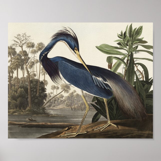 Póster Louisiana Heron de Birds of America (Frente)
