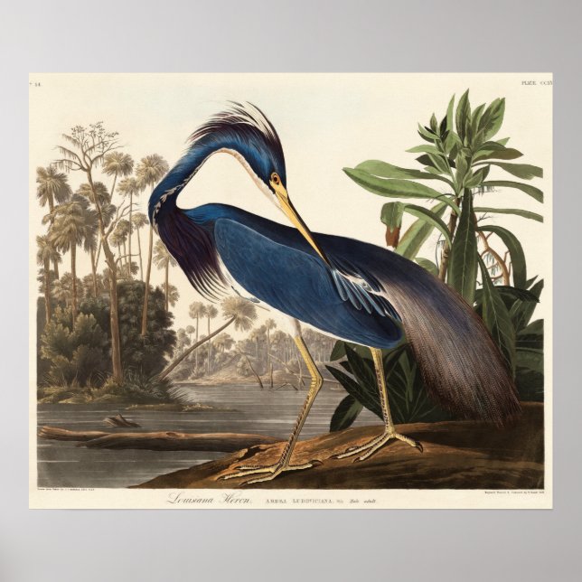 Póster Louisiana Heron de Birds of America (1827) (Frente)