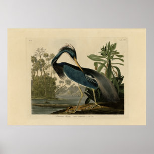 Póster Louisiana Heron - de los pájaros de Estados Unidos