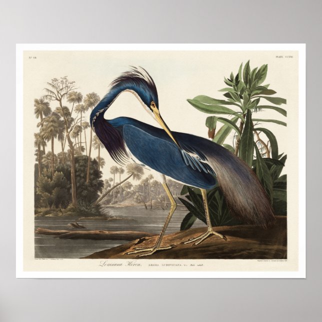 Póster Louisiana Heron por Audubon Poster (Frente)
