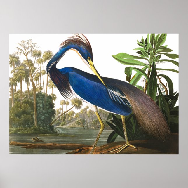 Póster Louisiana Heron por John James Audubon (Frente)