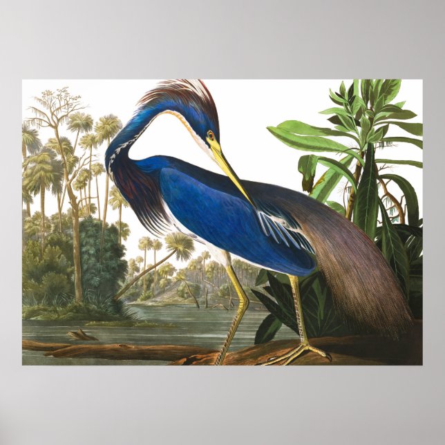 Póster Louisiana Heron por John James Audubon (Frente)