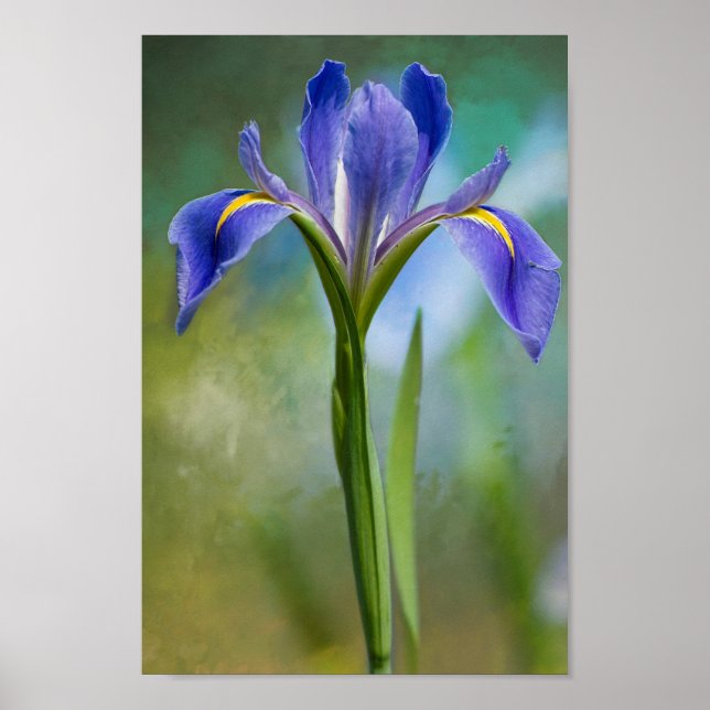 Póster Louisiana Iris Poster (Frente)