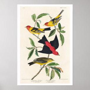 Póster Louisiana Tanager y Scarlet Tanager por Audubon