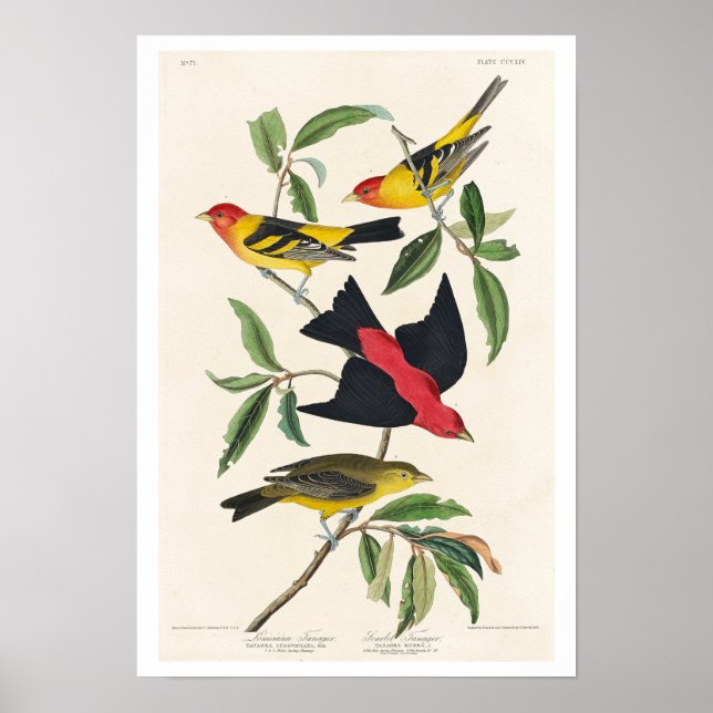 Póster Louisiana Tanager y Scarlet Tanager por Audubon (Frente)