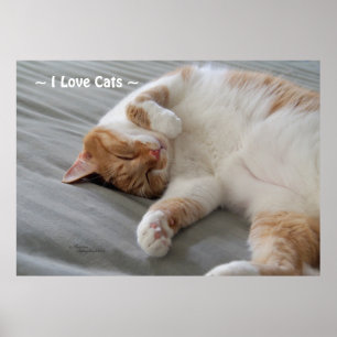 Póster Love Cats lindo gato Poster durmiendo