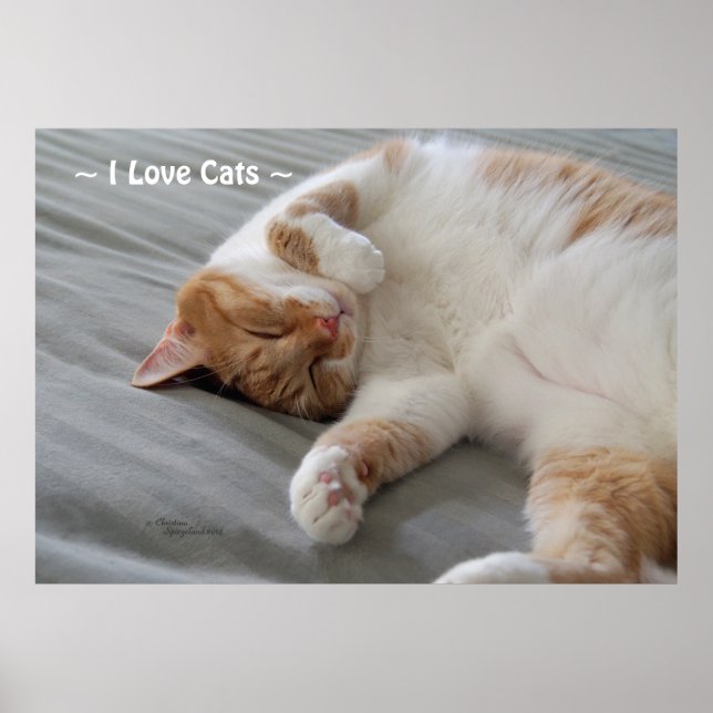 Póster Love Cats lindo gato Poster durmiendo (Frente)