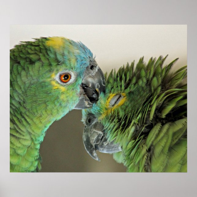 Póster Love forever - cute parrots (Frente)
