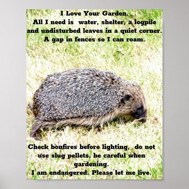 Póster Love Hedgehogs (Frente)