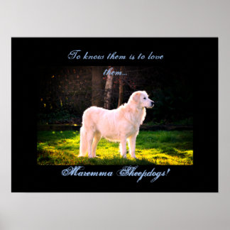 Póster Love Maremma sheepdogs II