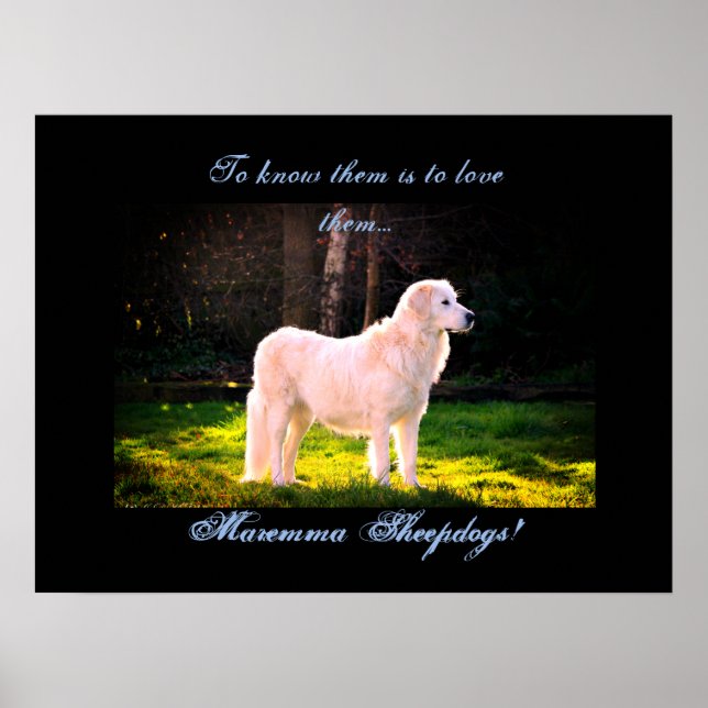 Póster Love Maremma sheepdogs II (Frente)