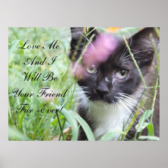Póster Love Me Kitten Poster (Frente)