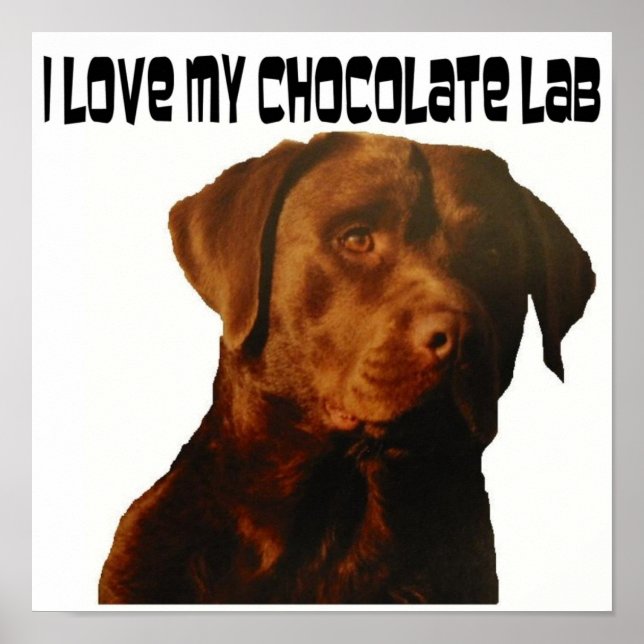 Póster love my chocolate lab poster (Frente)
