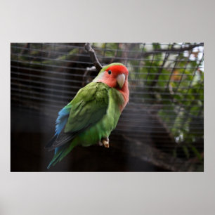 Póster Lovebird solo