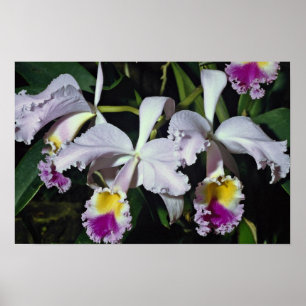 Póster LovelyOrchid, cattleya-híbrido, cattleya (trianae 