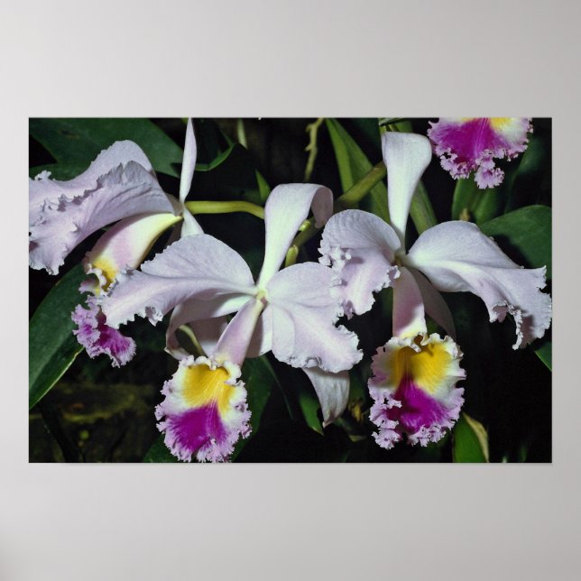 Póster LovelyOrchid, cattleya-híbrido, cattleya (trianae  (Frente)