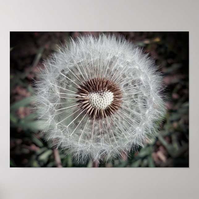 Póster Löwenzahn (Frente)