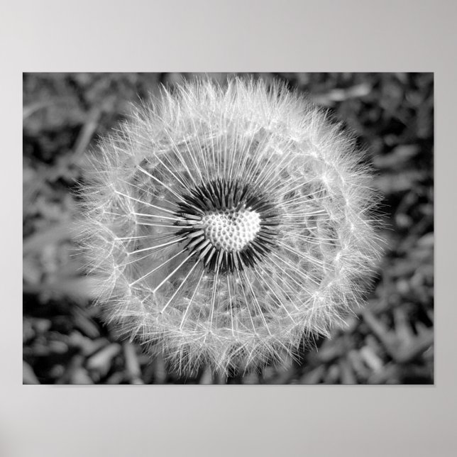 Póster Löwenzahn (Frente)