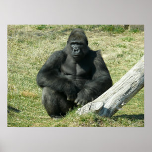 Póster Lowland Gorilla