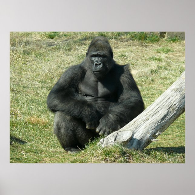 Póster Lowland Gorilla (Frente)
