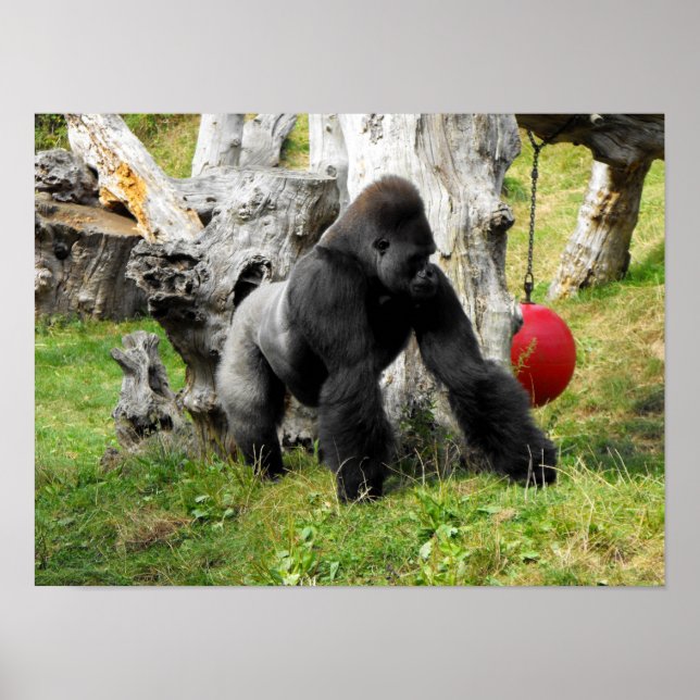 Póster Lowland silverback gorilla (Frente)