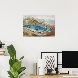 Póster Lubina por S.A. Kilbourne, Pez Vintage