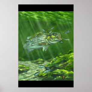 Póster "Lubina rayada en las rocas "